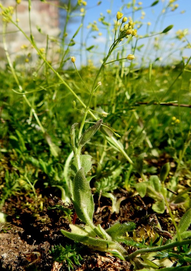 Draba nemorosa - keltakynsimön varsi on kukinnon alapuolelta lehdekäs. Varsilehdet ovat kierteisesti. 15.5.2023. Copyright Hannu Kämäräinen.