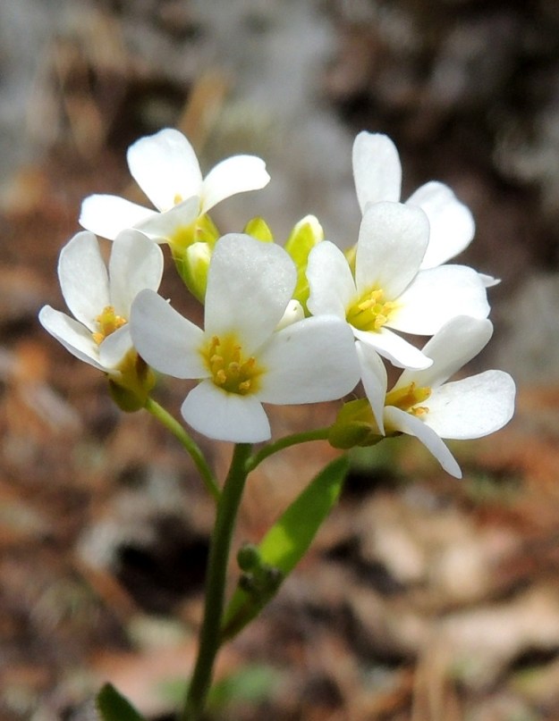 Arabidopsis suecica - ruotsinlituruohon teriö on valkoinen ja tavallisesti noin 6-8 mm leveä. Terälehtiä on ristikkäisesti neljä. Ne ovat vastapuikeat, tylppä- tai pyöreäkärkiset, kapeatyviset ja tyviosastaan keltaiset sekä yleensä noin 4-6 mm pitkät ja leveimmältä kohtaa noin 1,5-2 mm leveät. 12.5.2013. Copyright Hannu Kämäräinen.