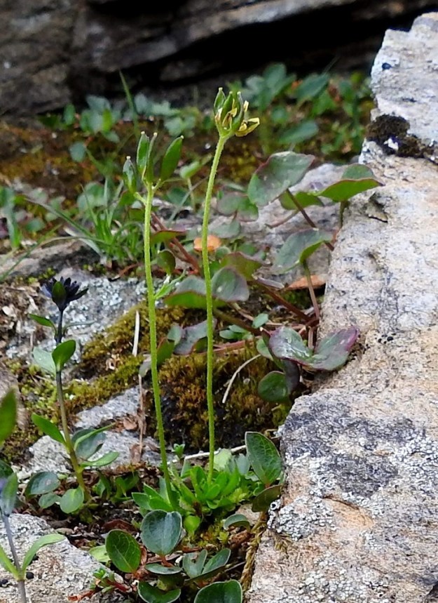 Draba alpina - kultakynsimön kukinta päättyy toisinaan ensimmäisiin kukkiin ja lituterttu jää vain noin sentin mittaiseksi. Kuvassa vasemmalla on seuralaisena tunturitädyke, Veronica alpina. 17.7.2023. Copyright Hannu Kämäräinen.