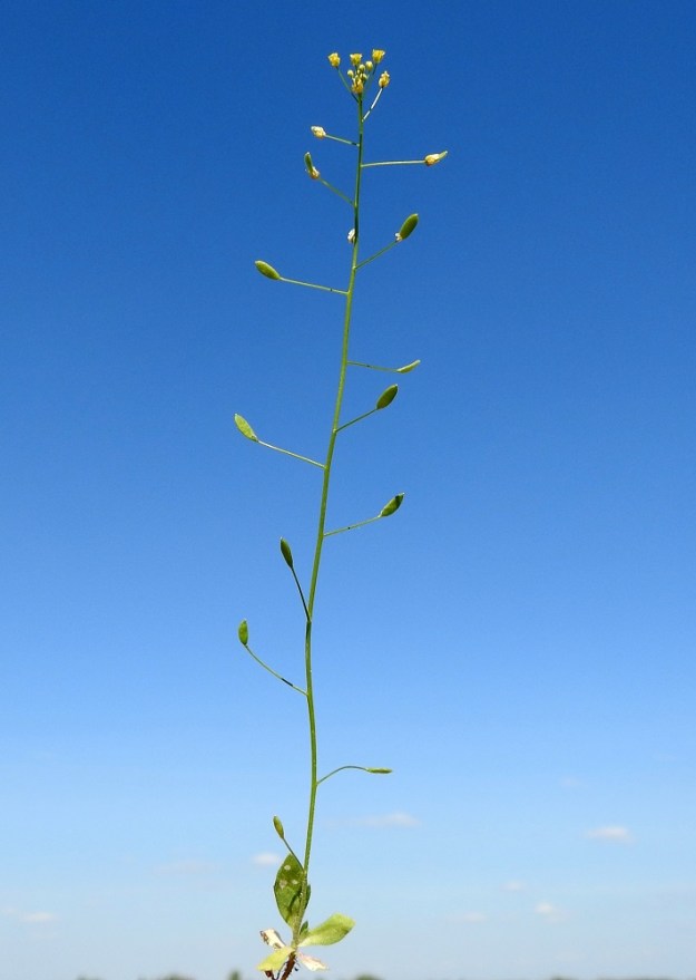 Draba nemorosa - keltakynsimön kukinto on varren latvassa oleva terttu, joka harsuuntuu ja pitenee kukinnan edetessä jopa 10-15 cm pitkäksi. Vain tertun kärkiosa kukkii, ja alemmat osat ovat litujen kehitysvaiheessa. Toisinaan melkein koko kasvi on yhtä lituterttua, ja varsilehdille jää vain pieni tila. 15.5.2023. Copyright Hannu Kämäräinen.