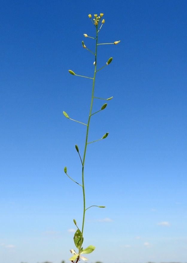 Draba nemorosa - keltakynsimön kukinto on varren latvassa oleva terttu, joka harsuuntuu ja pitenee kukinnan edetessä jopa 10-15 cm pitkäksi. Vain tertun kärkiosa kukkii, ja alemmat osat ovat litujen kehitysvaiheessa. Toisinaan melkein koko kasvi on yhtä lituterttua, ja varsilehdille jää vain pieni tila. 15.5.2023. Copyright Hannu Kämäräinen.