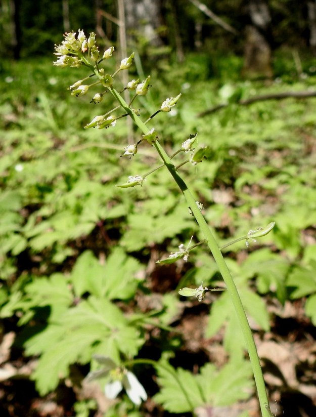 Noccaea brachypetala - toukotaskuruohon kukintoterttu on matalan pyöreäpäinen tai suippokärkinen ja pitenee kukinnan edetessä yleensä noin 10-15 cm pitkäksi. Samaan aikaan, kun tertun kärkiosa kukkii, tyviosa on jo hedelmävaiheessa. Kukintoranka pitenee vielä hedelmävaiheessakin, mutta ei yllä puoleen koko kasvin pituudesta. 20.5.2024. Copyright Hannu Kämäräinen.