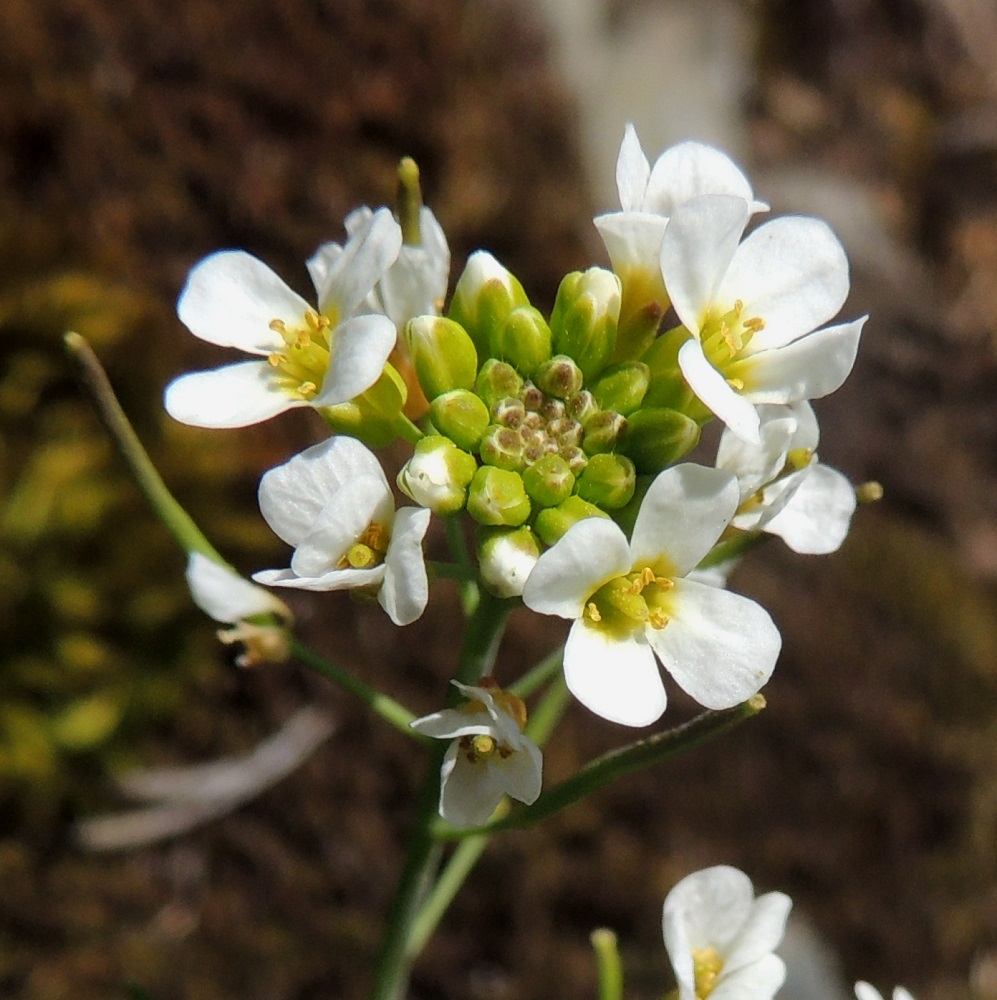 Arabidopsis suecica - ruotsinlituruohon kukassa on kuusi hedettä, joista kaksi on hieman muita lyhyempää. Palhot ovat keltaiset ja hiukan alaspäin levenevät. Ponnet ovat keltaiset, ja ponnenpuoliskot ovat tiiviisti yhdessä. Sikiäin on kehänpäällinen ja liereä. Emi on lähes vartaloton, ja luotti on pyöreä, pieni, nuppimainen ja keltainen. 18.5.2014. Copyright Hannu Kämäräinen.