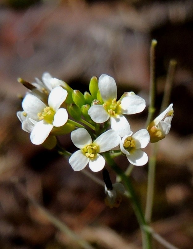 Arabidopsis thaliana - hentolituruohon terälehdet ovat kapean vastapuikeat, tylppä- tai pyöreäkärkiset ja kapeatyviset sekä tyviosastaan keltaiset. Ne ovat yleensä noin 2-4 mm pitkät ja leveimmältä kohtaa noin 1-1,5 mm leveät. Heteitä on kuusi, joista kaksi on muita lyhyempää. Palhot ja ponnet ovat keltaiset. Sikiäin on kehänpäällinen ja liereä. Sen kärjessä oleva luotti on pyöreä, pieni, nuppimainen ja keltainen. V, Salo, Särkisalo, Förby, kalkkilouhosalueen pohjoispuoli, raja-aidan vieressä oleva avokalliopaljastuma, 14.5.2015. Copyright Hannu Kämäräinen.