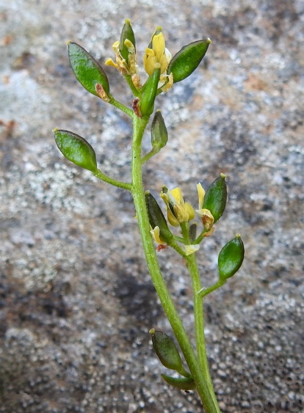 Draba alpina - kultakynsimön lituperä on siirottava ja yleensä noin 3-5 mm pitkä. Hedelmälitu on puikeansuikea, litteä ja vihreä tai kellanvihreä sekä myöhään kypsyvä. Se on tavallisesti noin 5-9 mm pitkä ja leveimmältä kohtaa noin 2,5-3,5 mm leveä. Lidun kärjessä on kuivuneen emin vartalon ja luotin muodostama, enintään 0,5 mm pitkä ota. 17.7.2023. Copyright Hannu Kämäräinen.