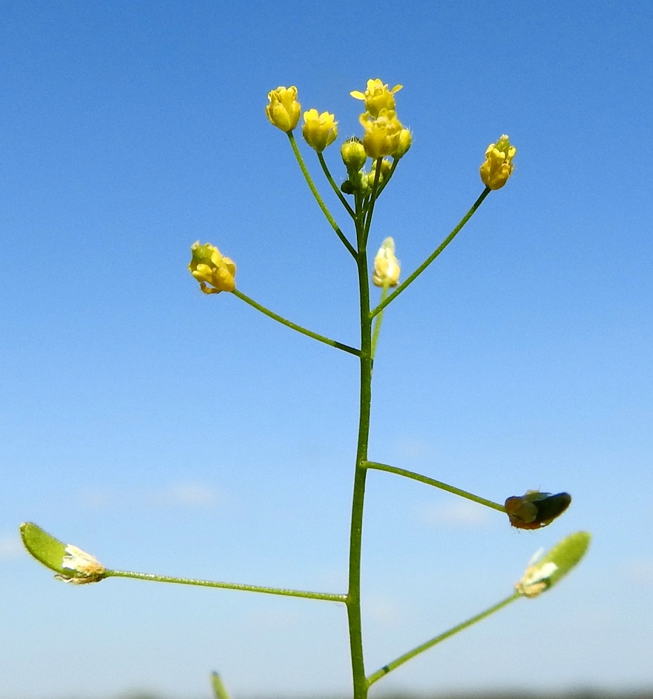 Draba nemorosa - keltakynsimön kukkaperä on tavallisesti noin 2-5 mm pitkä. 15.5.2023. Copyright Hannu Kämäräinen.