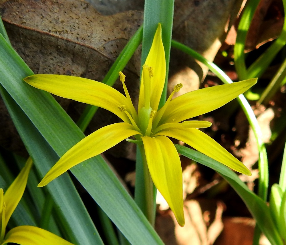 Gagea pratensis - puistokäenrieskan kukassa on sama määrä heteitä kuin kehälehtiäkin eli yleensä kuusi. Ne ovat keltaiset ja noin 8-12 mm pitkät. Kapeansoikeahkon ponnen osuus pituudesta on noin 1,5-2 mm. Kuvassa vain yksi ponsista on vielä ehyt ja muut ovat jo purkaneet siitepölyvarantonsa. Sikiäin on kehänpäällinen, pitkänpyöreähkö ja vihreä tai kellanvihreä sekä kukintavaiheessa noin 4-5 mm pitkä. Emi on yksivartaloinen ja yleensä noin 6-8 mm pitkä. Sen kärjessä oleva luottipinta on hyvin lyhyt ja vain hieman vartaloa leveämpi. 13.5.2024. Copyright Hannu Kämäräinen.