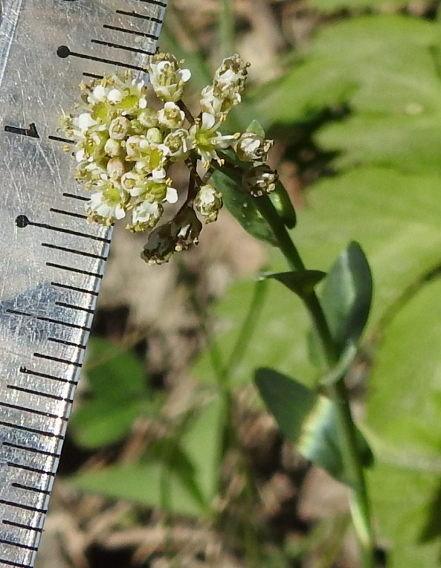 Noccaea brachypetala - toukotaskuruohon teriö on valkoinen ja tavallisesti noin 2,5-3 mm leveä. Lähilajilla, ketotaskuruoholla, N. caerulescens, teriö on kookkaampi, noin 5-6 mm leveä. 20.5.2024. Copyright Hannu Kämäräinen.