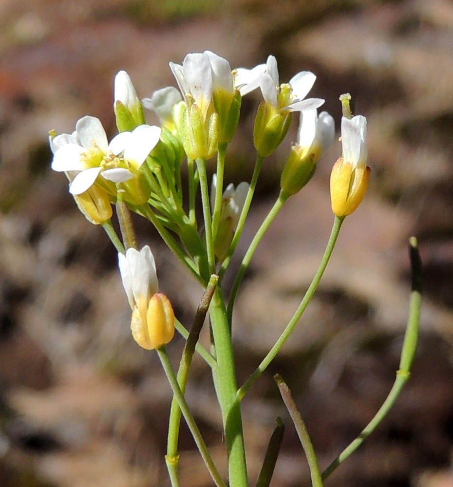 Arabidopsis thaliana - hentolituruohon kukkaperä on yleensä noin 2-7 mm pitkä. Verholehtiä on neljä. Ne ovat lähinnä puikeat tai kapeanpuikeat, kuperat, tylppä- tai pyöreäpäiset ja kalvolaitaiset sekä kellanvihreät tai ainakin osittain sinipunertavat ja myöhemmin lähes tai aivan keltaiset. Verholehtien tyvessä ei ole niiden keskinäistä pulleuseroa toisin kuin ruotsinlituruoholla, A. suecica, jolla kahden ulomman verholehden tyvi on muita pulleampi. Pituutta verholehdillä on useimmiten noin 1,5-2 mm ja leveyttä leveimmältä kohtaa noin 0,8-1 mm. V, Salo, Särkisalo, Förby, kalkkilouhosalueen pohjoispuoli, raja-aidan vieressä oleva avokalliopaljastuma, 14.5.2015. Copyright Hannu Kämäräinen.