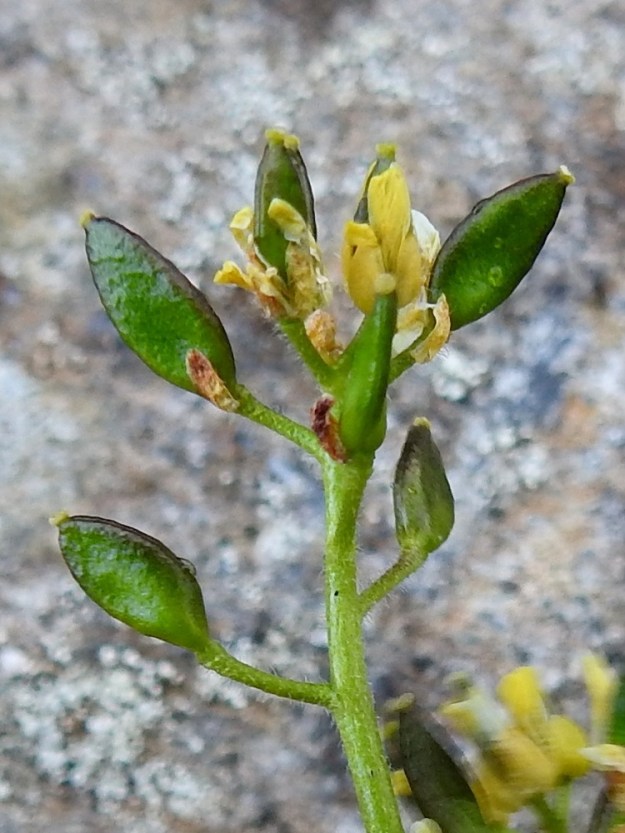 Draba alpina - kultakynsimön suikeahko sikiäin alkaa hyvin pian kehittyä liduksi. Terä- ja verholehdet sekä heteet kuihtuvat ja karisevat pois sen ympäriltä. Sikiäin ja litu ovat kaljut, mutta lituperä on varren ja tertturangan tavoin karvainen. 17.7.2023. Copyright Hannu Kämäräinen.