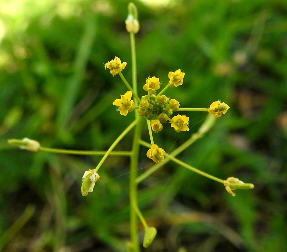 Draba nemorosa - keltakynsimön teriö on keltainen tai vaaleankeltainen ja tavallisesti noin 3-4 mm leveä. Terälehtiä on ristikkäisesti neljä. Ne ovat vastapuikeat, kärjestään lanttopäiset ja kapeatyviset sekä yleensä noin 1,5-2 mm pitkät ja leveimmältä kohtaa noin 1 mm leveät. Heteitä on kuusi. Sikiäin on kehänpäällinen ja lähinnä soikeahko sekä litteä. Emi on melkein vartaloton, ja pieni, nuppimainen luotti on lähes suoraan sikiäimen kärjessä. 15.5.2023. Copyright Hannu Kämäräinen.