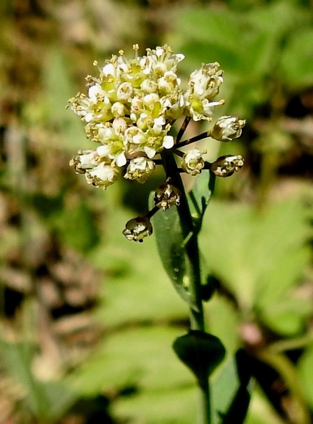 Noccaea brachypetala - toukotaskuruohon terälehtiä on ristikkäisesti neljä. Ne ovat vastapuikeat, kapeatyviset ja yleensä noin 1,5-2,5 mm pitkät sekä leveimmältä kohtaa noin 0,8-1 mm leveät. Heteitä on kuusi, joista kaksi on hieman muita lyhyempää. Palhot ovat valkoiset ja ponnet keltaiset tai kellankirjavat. Sikiäin on kehänpäällinen, lähinnä vastapuikea ja litteähkö. Sen kärjessä on noin 0,5-1 mm pitkä vartalo, jonka päässä on pieni, nuppimainen luotti. 20.5.2024. Copyright Hannu Kämäräinen.