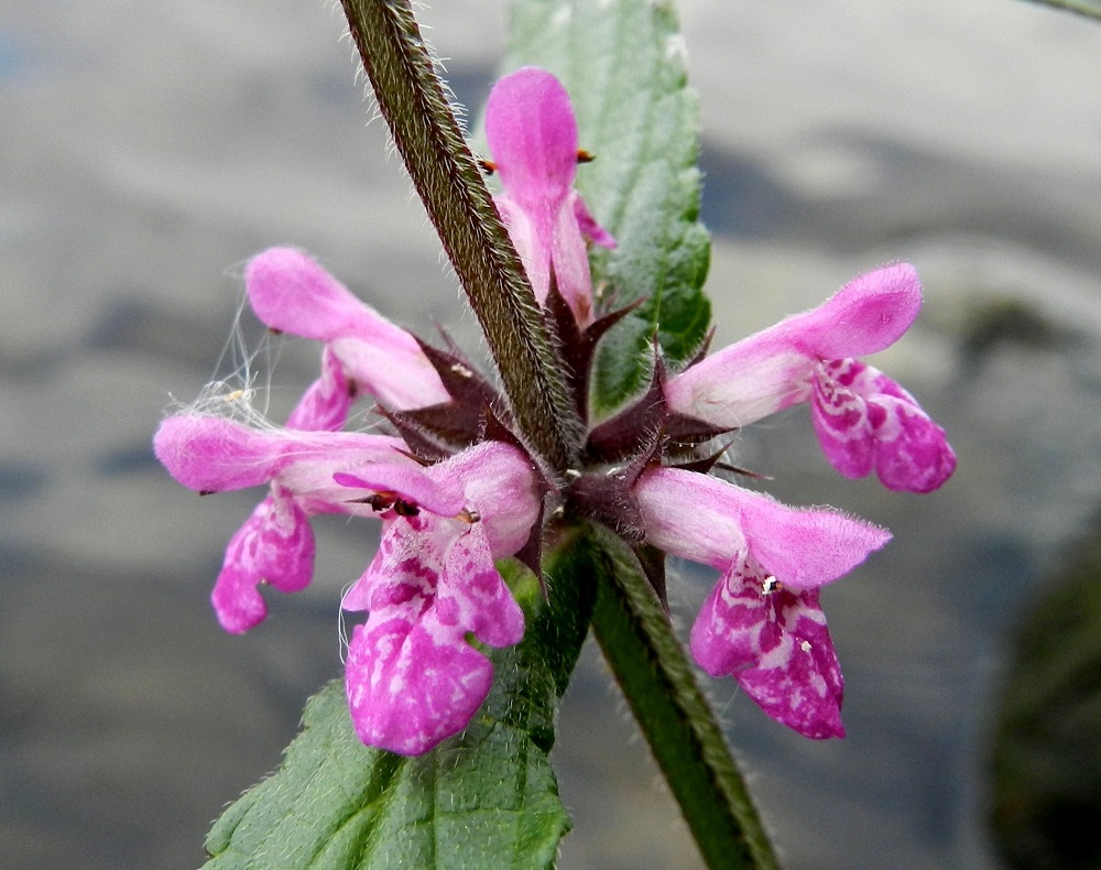 Stachys palustris - peltopähkämön valekiehkuroissa on tavallisesti 4-10 kukkaa, jotka ovat lähes tai aivan perättömät. Teriö on ruusunpunainen tai vaalean sinipunainen. Se on pitkätorvinen, kaksihuulinen ja tavallisesti noin 12-15 mm pitkä. Verhiö on päästään viisiliuskainen ja tavallisesti noin 6-8 mm pitkä. Se on vihreä tai kuvan tavoin punaruskea. Varsi on alaspäisesti tai siirottavasti karvainen. EH, Hämeenlinna, keskusta-alue, Vanajaveden ranta Hämeen linnan kohdalla, 21.8.2012. Copyright Hannu Kämäräinen.