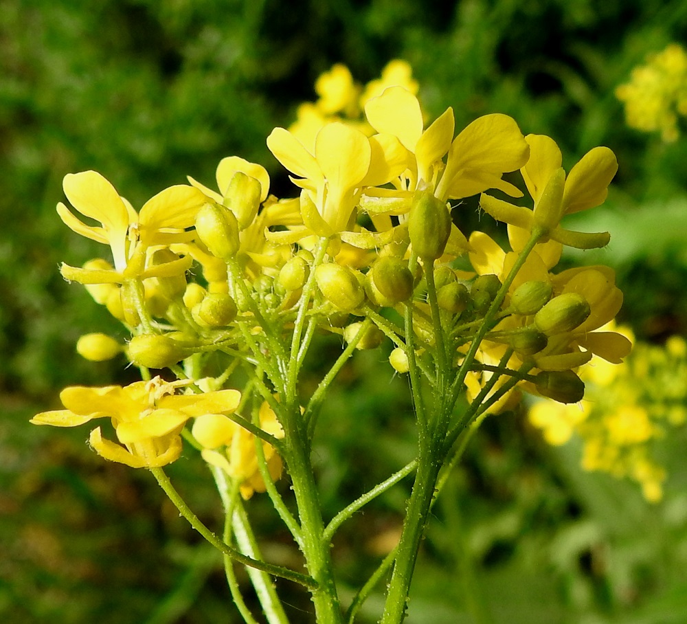 Bunias orientalis - idänukonpalon kukkaperä on yleensä noin 10-17 mm pitkä ja nystyinen. Kukassa on neljä verholehteä. Ne ovat kapeanpuikeat tai lähes pitkulaiset, kuperat, tylpähköpäiset ja keltaiset tai kellanvihreät sekä vaihtelevasti nystyiset ja karvaiset. Kukintavaiheessa verholehdet ovat suoraan sivulle siirottavat. Pituutta niillä on useimmiten noin 3-4 mm ja leveyttä leveimmältä kohtaa noin 1-1,2 mm. EH, Hämeenlinna, Ahvenisto, Poltinaho, Turuntien pohjoispuolinen laitaruohikko entisen Poltinahon kasarmialueen kohdalla, 25.5.2024. Copyright Hannu Kämäräinen.