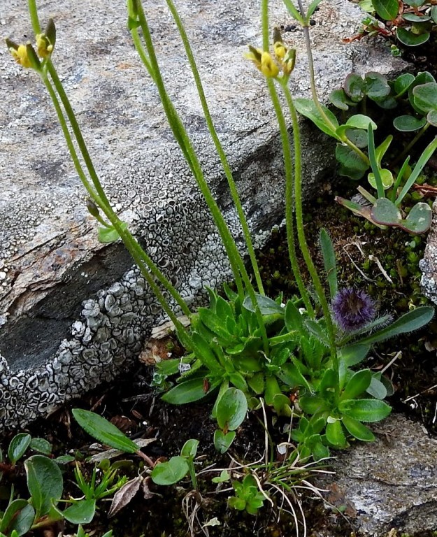 Draba alpina - kultakynsimön varret ovat kaikkien määritysoppaiden mukaan lehdettömät. Luonnon monimuotoisuuteen ilmeisesti kuuluu, että toisinaan jotkin yksilöt "potkivat" tällaisia määrityslinjoja vastaan. Kuvassa on ilmeisen puhdas kultakynsimö, ja silti kahdessa sen seitsemästä varresta on yksi lehti, jonka hangassa on selvästi muista erillään oleva litu (toinen lehti vasemmalla ja toinen aivan kuvan ylälaidassa). Yksilö on nähtävissä kokonaan edellä, kuvasarjan kolmannessa kuvassa. Ruusukepaljouteen tiiviisti liittyneenä kasvaa myös nuppuvaiheinen tunturikallioinen, Erigeron uniflorus. 17.7.2023. Copyright Hannu Kämäräinen.