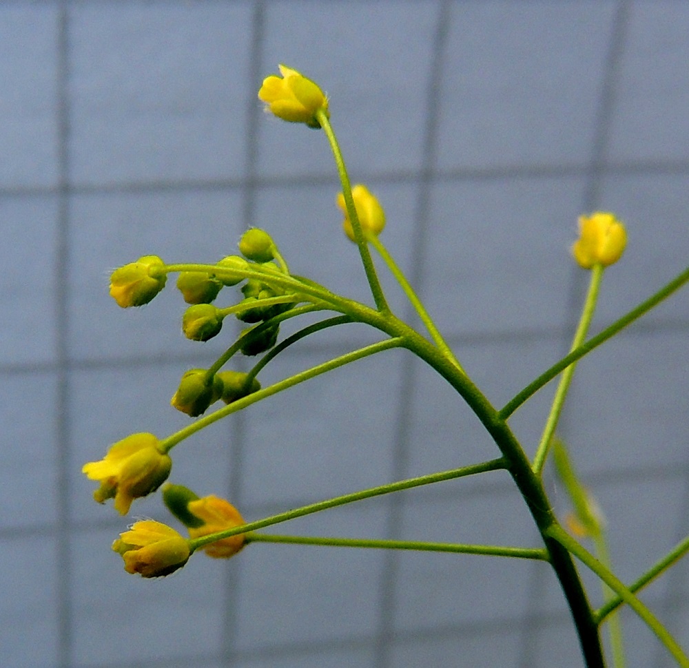 Draba nemorosa - keltakynsimön kukassa on neljä verholehteä. Ne ovat puikeat tai lähes soikeat, kuperat, kalvolaitaiset ja hapsikarvaiset sekä kellanvihreät tai lähes keltaiset. Pituutta niillä on yleensä noin 1-1,2 mm ja leveyttä leveimmältä kohtaa noin 0,6-0,7 mm. 20.5.2013. Copyright Hannu Kämäräinen.