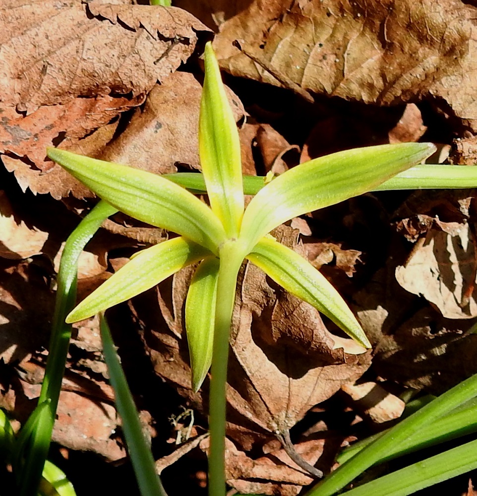 Gagea pratensis - puistokäenrieskan kehälehdet ovat kaljut ja ulkopinnaltaan vihertävät tai kellanvihreät. Kukan alapuolella näkyy hyvin myös kehälehtikiehkuroiden sisäkkäisyys. 13.5.2024. Copyright Hannu Kämäräinen.