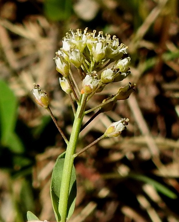 Noccaea brachypetala - toukotaskuruohon heteet ulottuvat terälehtiä kauemmaksi. Kukassa on neljä verholehteä. Ne ovat lähinnä puikeat, hieman kuperat, tylppä- tai pyöreäpäiset ja kalvolaitaiset. Pituutta niillä on useimmiten noin 1,3-1,5 mm ja leveyttä leveimmältä kohtaa noin 0,8-1 mm. Kukkaperä on yleensä noin 2-4 mm pitkä. 20.5.2024. Copyright Hannu Kämäräinen.