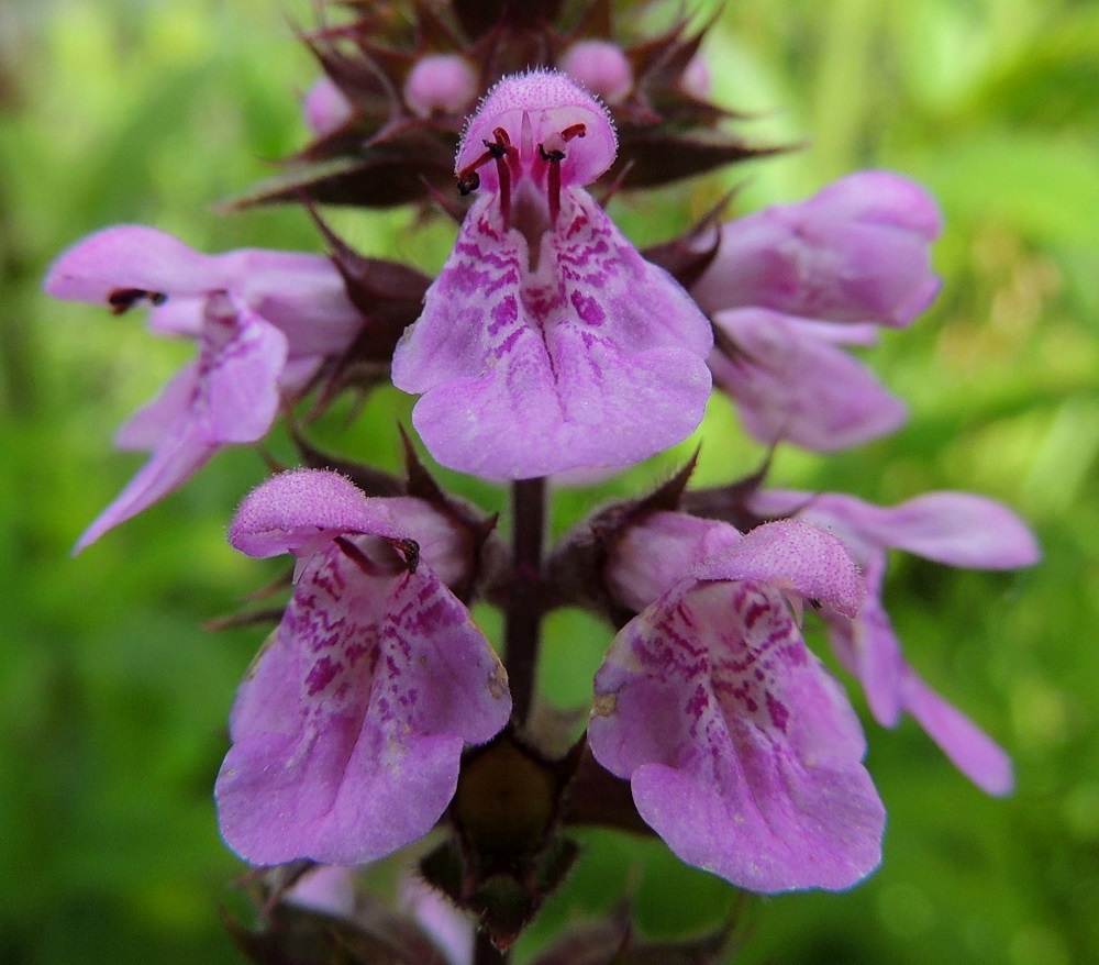 Stachys palustris - peltopähkämön teriön ylähuuli on kupera, karvainen ja nystykarvainen sekä yleensä noin 3-4 mm pitkä. Alaskääntynyt alahuuli on kärkeä kohti levenevä, päästään pyöreähkö ja useimmiten noin 5-7 mm pitkä. Siinä ovat molemmin puolin pienet, pyöreäpäiset ja noin 1,5-2,5 mm pitkät sivuliuskat. U, Helsinki, Arabianranta, Toukolan rantapuisto, Vantaanjoen ranta meren läheisyydessä, 10.8.2013. Copyright Hannu Kämäräinen.