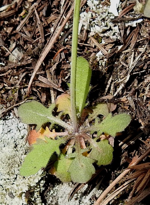 Arabidopsis suecica - ruotsinlituruohon aluslehdet ovat varren tyvellä ruusukemaisesti ja yleensä vaakatasossa maata myöten. Ne ovat ruodilliset tai lapa kapenee tasaisesti tyveen saakka ilman ruotirajaa. Lehtilapa on lähinnä vastapuikea tai kapean vastapuikea ja vaihtelevasti hampainen sekä tyviosastaan yleensä pariliuskainen. 13.5.2018. Copyright Hannu Kämäräinen.