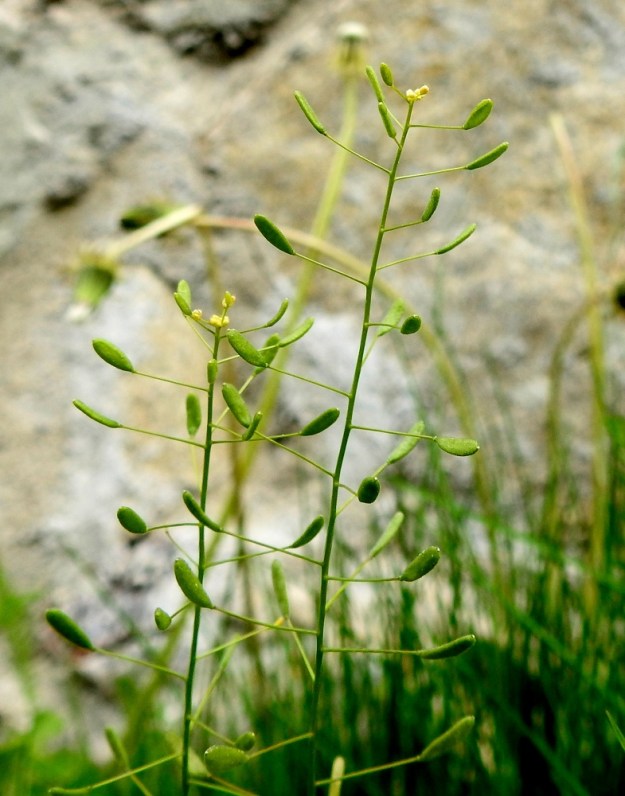 Draba nemorosa - keltakynsimö on syysyksivuotisena kasvina täysin riippuvainen kulloisenkin vuoden siementuotannosta ja kasvupaikan riittävästä avoimuudesta. Vuosittaiset kannanvaihtelut ovat usein suuria. Laji panostaa mittavaan siemenmäärään. Jos kasvupaikka säilyy riittävän avoimena, keltakynsimö voi pysyä sillä pitkäänkin. Pisin tunnettu havaintoketju oli Haminan Hietakylän hautausmaan kiviaidalla. Se kesti yli sata vuotta (1886-2011). 10.6.2022. Copyright Hannu Kämäräinen.