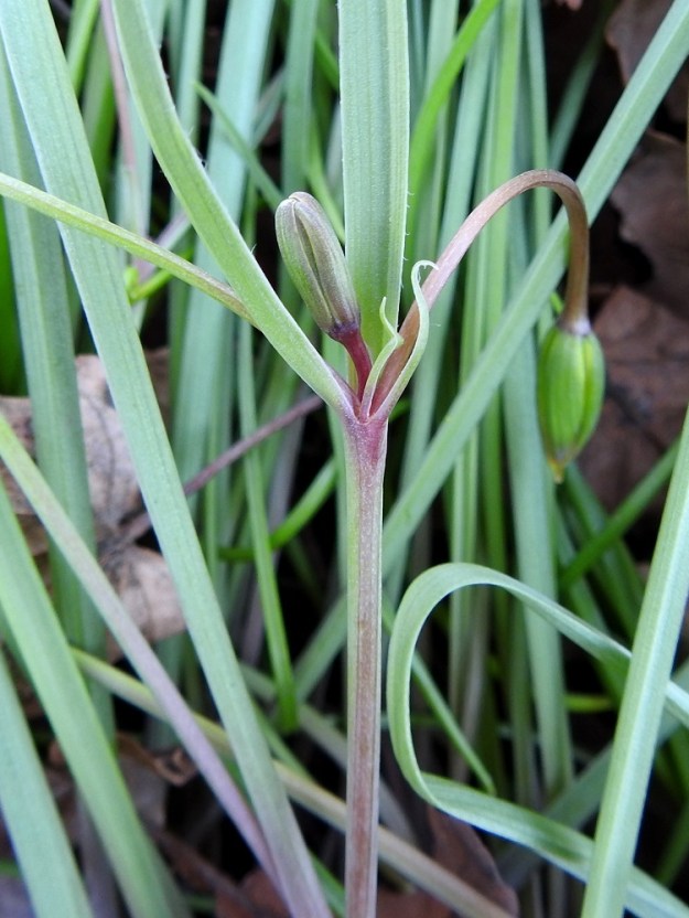 Gagea pratensis - puistokäenrieskan varsi on liereähkö, kalju ja läpimitaltaan noin 1,5-2 mm, Toisinaan jonkinasteista punasävyä riittää kukintoon saakka. Kukinnon tukilehtien laidoissa, ainakin tyviosassa, on harvakseen ripsikarvoitusta. Kookkain tukilehti on leveimmältä kohtaa yleensä noin 4-7 mm leveä. 13.5.2024. Copyright Hannu Kämäräinen.