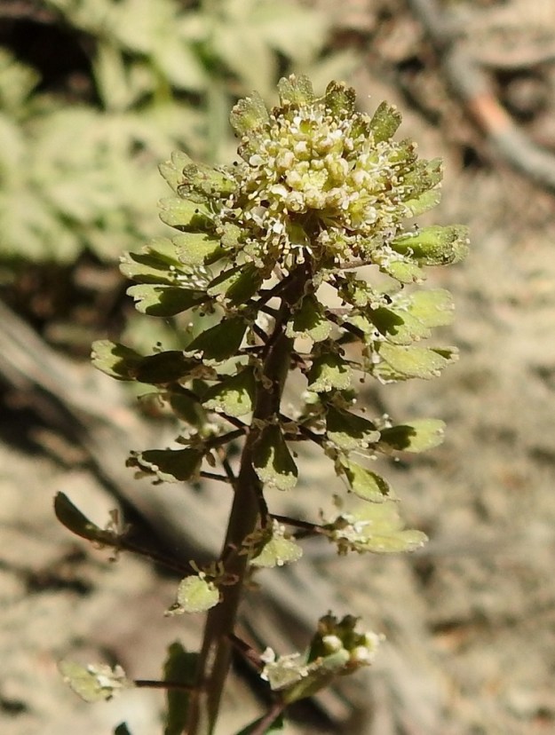 Noccaea brachypetala - toukotaskuruohon kaikki kukat näyttävät kehittyvän lituhedelmiksi. Voi olla, että pienikukkaisen kasvin hyönteispölytystä täydentää itsepölytys. 20.5.2024. Copyright Hannu Kämäräinen.