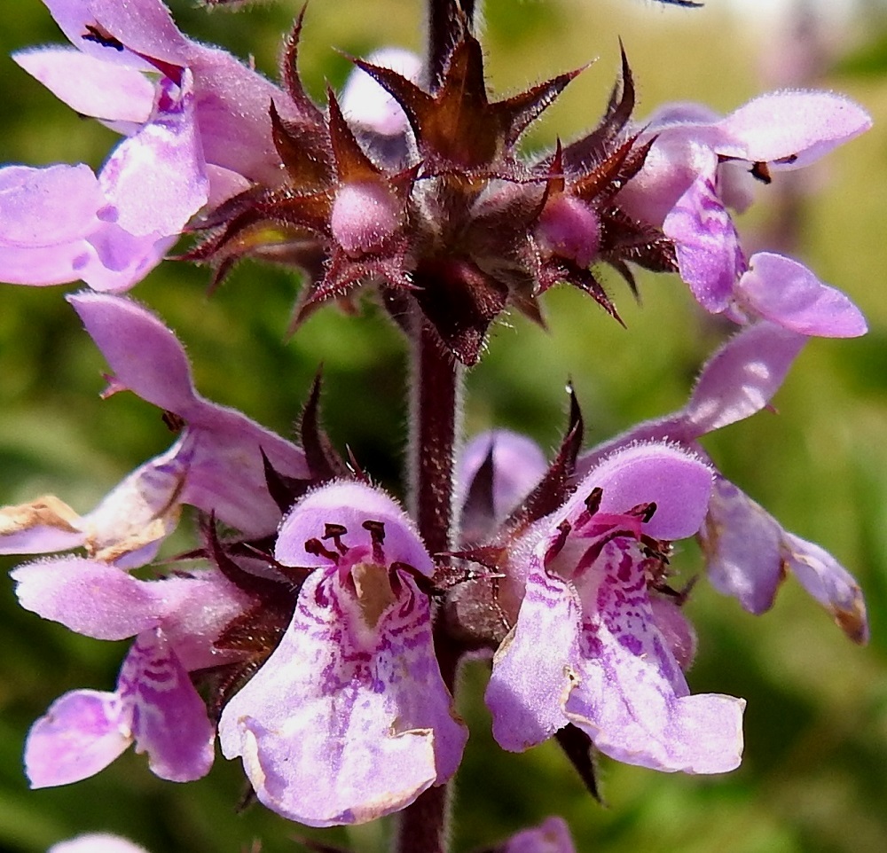 Stachys palustris - peltopähkämön verhiö on karvainen ja nystykarvainen, myös liuskojen sisäpinnalta. Kärkiliuskat ovat kapean kolmiomaiset, otakärkiset ja noin 1,5-3 mm pitkät. Teriöntorven yläosaan kiinnittyneitä heteitä on neljä. Niistä kaksi on pitempää ja kaksi lyhyempää. Ne jäävät yleensä kuperan ylähuulen sisään. U, Järvenpää, Ristinummi, yritysalueen laidan maavalli, 15.7.2019. Copyright Hannu Kämäräinen.