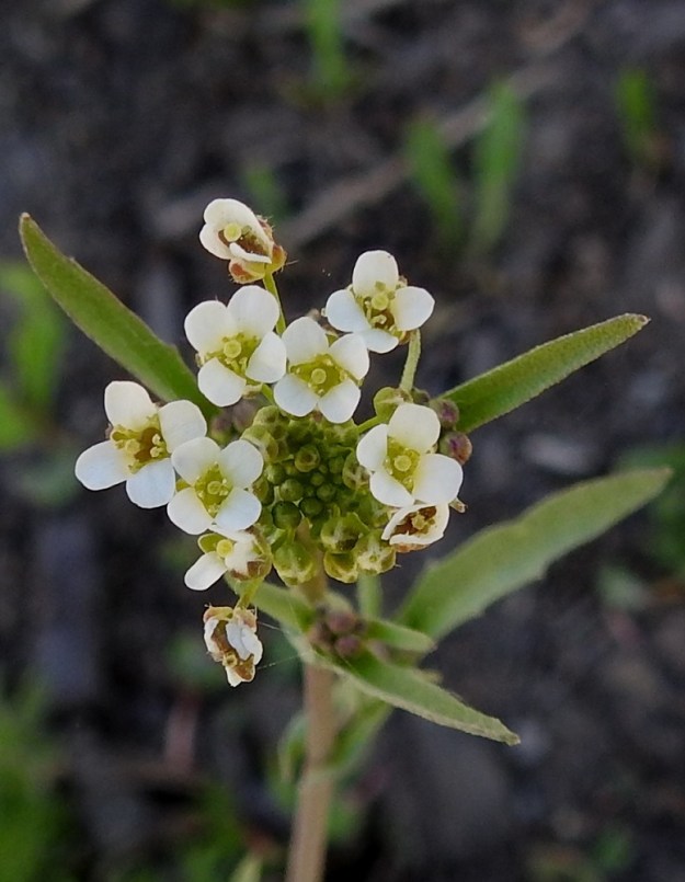 Capsella bursa-pastoris - (rikka)lutukan kukassa on ristikkäisesti neljä terälehteä. Ne ovat vastapuikeat, tylppä- tai pyöreäkärkiset, kapeatyviset ja yleensä noin 2-3 mm pitkät ja leveimmältä kohtaa noin 1-1,5 mm leveät. Heteitä on kuusi. Sikiäin on kehänpäällinen ja lähinnä vastapuikea sekä litteähkö. Luotti on pyöreä ja pieni. Kukat ovat valtaosin itsepölytteiset. EH, Hämeenlinna, Ahvenisto, Ahvenistonjärven eteläpää uimala-altaan kohdalla, ulkoilureitiltä kohti allasta nouseva, avoin pengerrinne, luonnonsuojelualue, 18.5.2024. Copyright Hannu Kämäräinen.