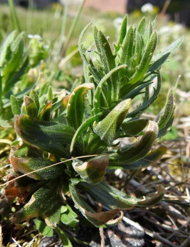 Draba incana - harmaakynsimön varren tyven ruusukelehdet vaihtuvat ilman rajaa varsilehtiin, jotka ympäröivät tiiviisti varren alaosaa jo ennen kuin kukkavarsi on kasvaa putkahtanut näkyviin. Harmaakynsimö on helppo pitää erossa muista kynsimölajeista, sillä samanlaista, varren alaosan peittävää lehtipaljoutta ei ole muilla Suomen kynsimölajeilla. 3.6.2018. Copyright Hannu Kämäräinen.