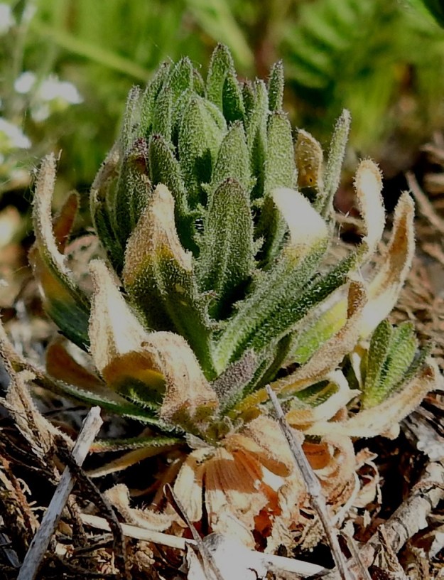 Draba incana - harmaakynsimön varren tyvellä olevat ruusukelehdet ovat keskimäärin alempia varsilehtiä pienempiä ja kapeampia. Ne yleensä lakastuvat jo ennen kukintaa. 3.6.2018. Copyright Hannu Kämäräinen.