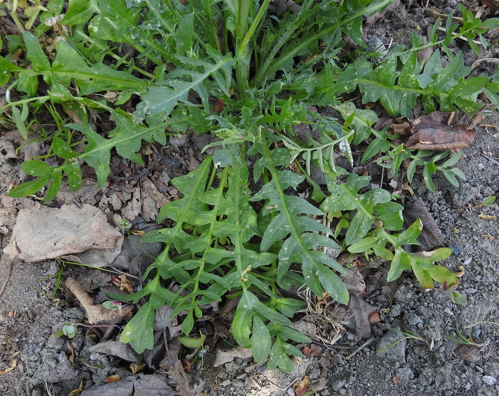 Capsella bursa-pastoris - (rikka)lutukan aluslehdet ovat ruusukemaisesti varren tyvellä. Ne ovat ruodilliset, ulkokehältään lähinnä suikeat tai kapean vastapuikeat ja vaihtelevasti pariliuskaiset sekä harvemmin mutka- tai jopa ehytlaitaiset. Ruoti on yleensä noin 1-5 cm pitkä. Lehtilapa on tavallisesti noin 2-12 cm pitkä ja leveimmältä kohtaa noin 1-3 cm leveä. EH, Hämeenlinna, Voutila, Jukola, Aroniitunkujan alkupään laide, sen ja Ahvenistontien välinen joutomaakaista, 25.5.2024. Copyright Hannu Kämäräinen.