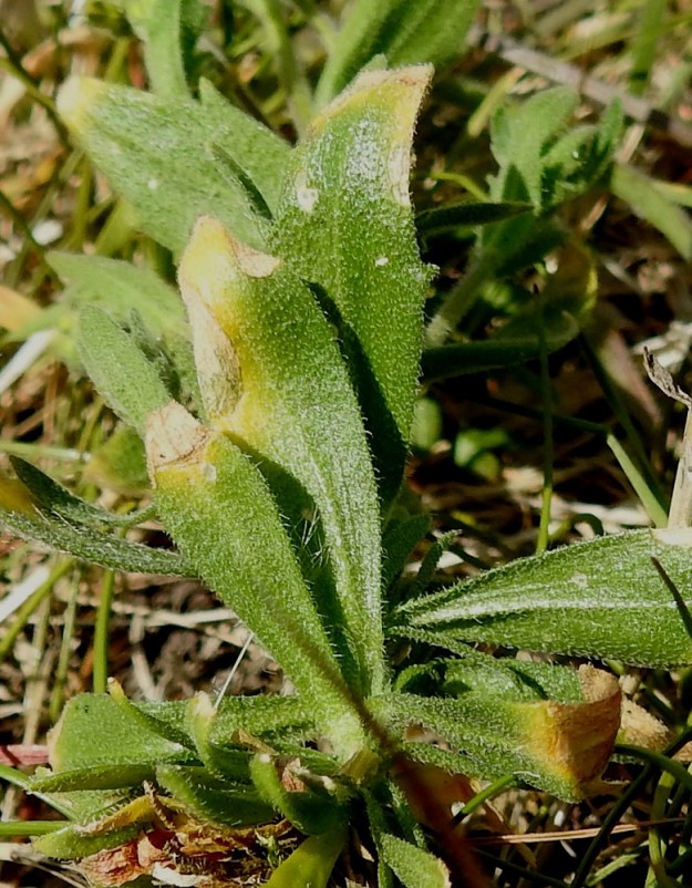 Draba incana - harmaakynsimön ruusuke- ja varsilehdet ovat molemmin puolin tiheästi tähtikarvaiset ja ainakin tyvipuoliskon laidoilta hapsikarvaiset. 3.6.2018. Copyright Hannu Kämäräinen.