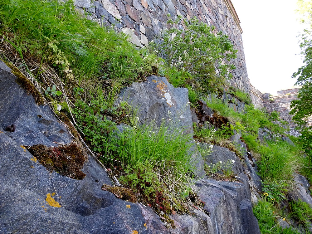 Arabidopsis suecica - ruotsinlituruohon esiintymisalue rajoittuu Fennoskandiaan ja Baltiaan eli laji on tällä alueella kotoperäinen. Kasvupaikkoina ovat lähinnä kalliot, kedot, pellot ja kiviaidat sekä tien- ja radanvarret. U, Helsinki, Suomenlinna, Susisaari, saaren pohjoisosa, koillislaita, rantaa kulkevan tien laidalta nouseva jyrkkä kalliorinne, jonka päällä linnoitusmuuri, 31.5.2024. Copyright Hannu Kämäräinen.