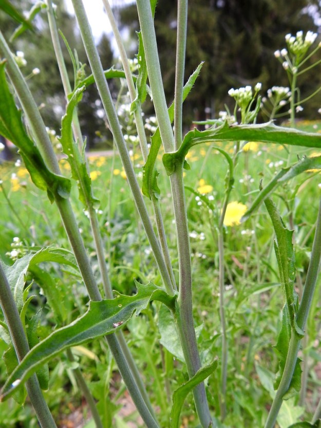 Capsella bursa-pastoris - (rikka)lutukan varsilehdet ovat kierteisesti. Ne ovat alimpia lehtiä lukuun ottamatta ruodittomat, nuolityviset ja lähinnä suikeat tai kapean vastapuikeat ja suippokärkiset. Varsi on liereä ja lähes kalju tai vaihtelevasti hapsi- ja tähtikarvainen sekä vihreä, harmahtava tai punaruskea. EH, Hämeenlinna, Loimalahti, Hirsimäki, Sammontorpantien varsi puistoalueen laidassa, lähellä Louhoksentien risteystä, 28.5.2020. Copyright Hannu Kämäräinen.