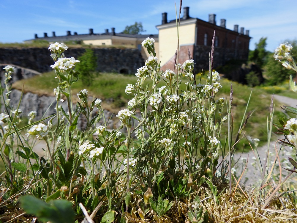 Draba incana - harmaakynsimö on Suomessa rannikkoseuduilla alkuperäinen ja Lapissa muinaistulokas. Sen esiintymisalue yltää etelässä Ahvenanmaalta Etelä-Karjalan eliömaakuntaan ja Pohjanlahden rannikolla Keski-Pohjanmaan eliömaakuntaan saakka. Pohjoisessa esiintymisalue kattaa Lapin eliömaakunnat. Kasvupaikkoina ovat rannikkoseuduilla lähinnä merenrantojen ja etenkin saariston kalliokedot, kallioalueiden raot, kuivat rinteet ja vallit. Lapissa kasvupaikkoina ovat enimmäkseen joenvarsikedot, pihat ja kyläkentät. 3.6.2018. Copyright Hannu Kämäräinen.
