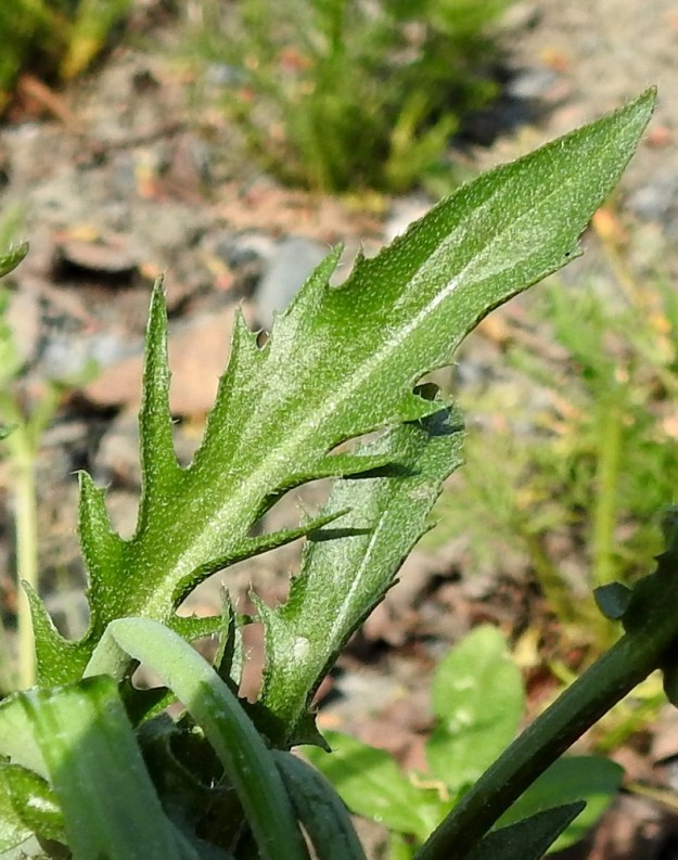 Capsella bursa-pastoris - (rikka)lutukan varsilehdet ovat ehytlaitaiset, nirha- tai hammasreunaiset tai kuvan tavoin tyviosastaan pariliuskaiset. Pituutta niillä on useimmiten noin 1-7 cm ja leveyttä leveimmältä kohtaa noin 0,1-2 cm. Kaikki lehdet ovat vaihtelevasti karvaiset. Lehtikarvoitus voi olla eri yksilöillä niukkaa tai runsasta, ja se muodostuu hyvin lyhyistä tai vähän pitemmistä, pinnan myötäisistä hapsikarvoista, minkä lisäksi seassa voi olla myös tähtikarvoja. EH, Hämeenlinna, Voutila, Jukola, Aroniitunkujan alkupään laide, sen ja Ahvenistontien välinen joutomaakaista, 25.5.2024. Copyright Hannu Kämäräinen.