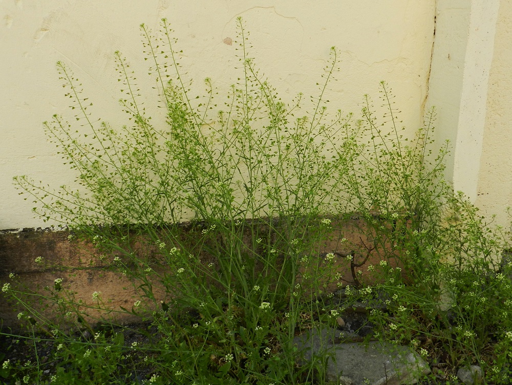 Capsella bursa-pastoris - (rikka)lutukka on sopivilla kasvupaikoilla hyvin yleinen lähes koko maassa. Kasvupaikkoina ovat lähinnä pihat, puutarhat, viljelymaat, laitumet, tienvarret, polut, uudisnurmikot, kaikenlaiset joutomaat ja maankäsittelyalueet sekä kallioluodot. EH, Hämeenlinna, keskusta, Palokunnankatu, Hämeen Suojan pihamaa, 1.6.2011. Copyright Hannu Kämäräinen.