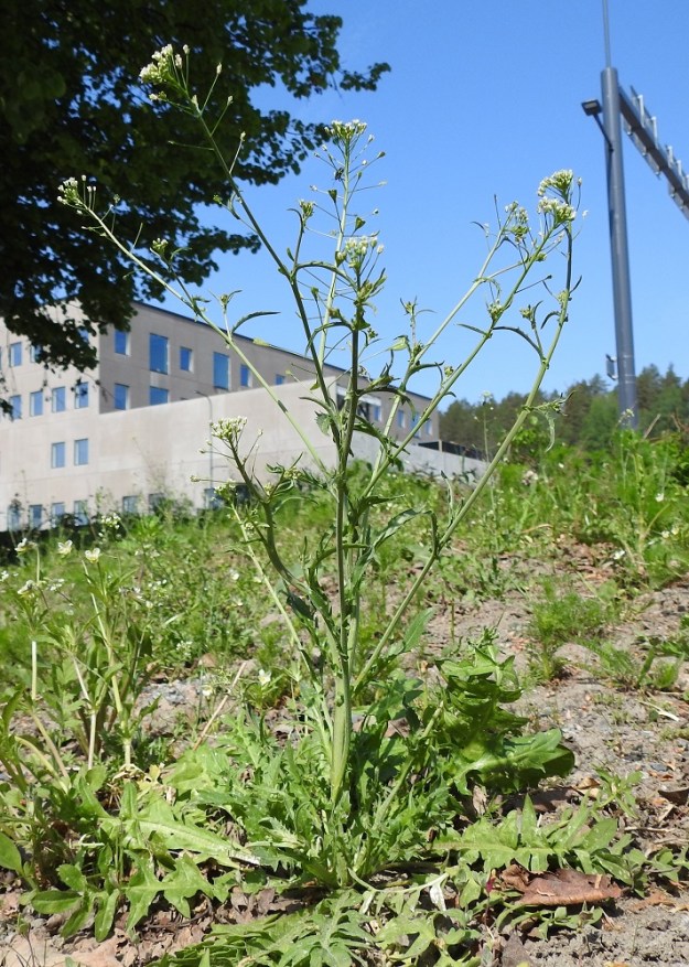 Capsella bursa-pastoris - (rikka)lutukka on yksivuotinen, pysty ja tavallisesti noin 15-45 cm korkea ruoho, jonka varsi on yleensä haarova. EH, Hämeenlinna, Voutila, Jukola, Aroniitunkujan alkupään laide, sen ja Ahvenistontien välinen joutomaakaista, 25.5.2024. Copyright Hannu Kämäräinen.