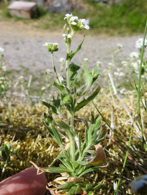 Draba incana - harmaakynsimö on kaksi- tai monivuotinen ruoho, joka on tavallisesti noin 10-30 cm korkea. Yksilöt ovat yksivartisia tai monivartisia. Päävarsi on tanakka ja usein haarova. U, Helsinki, Suomenlinna, Susisaari, Kustaanmiekka, pystysuoran valliseinämän yläreunan ketokaista, 3.6.2018. Koko kuvasarja on samalta kasvupaikalta. Copyright Hannu Kämäräinen.