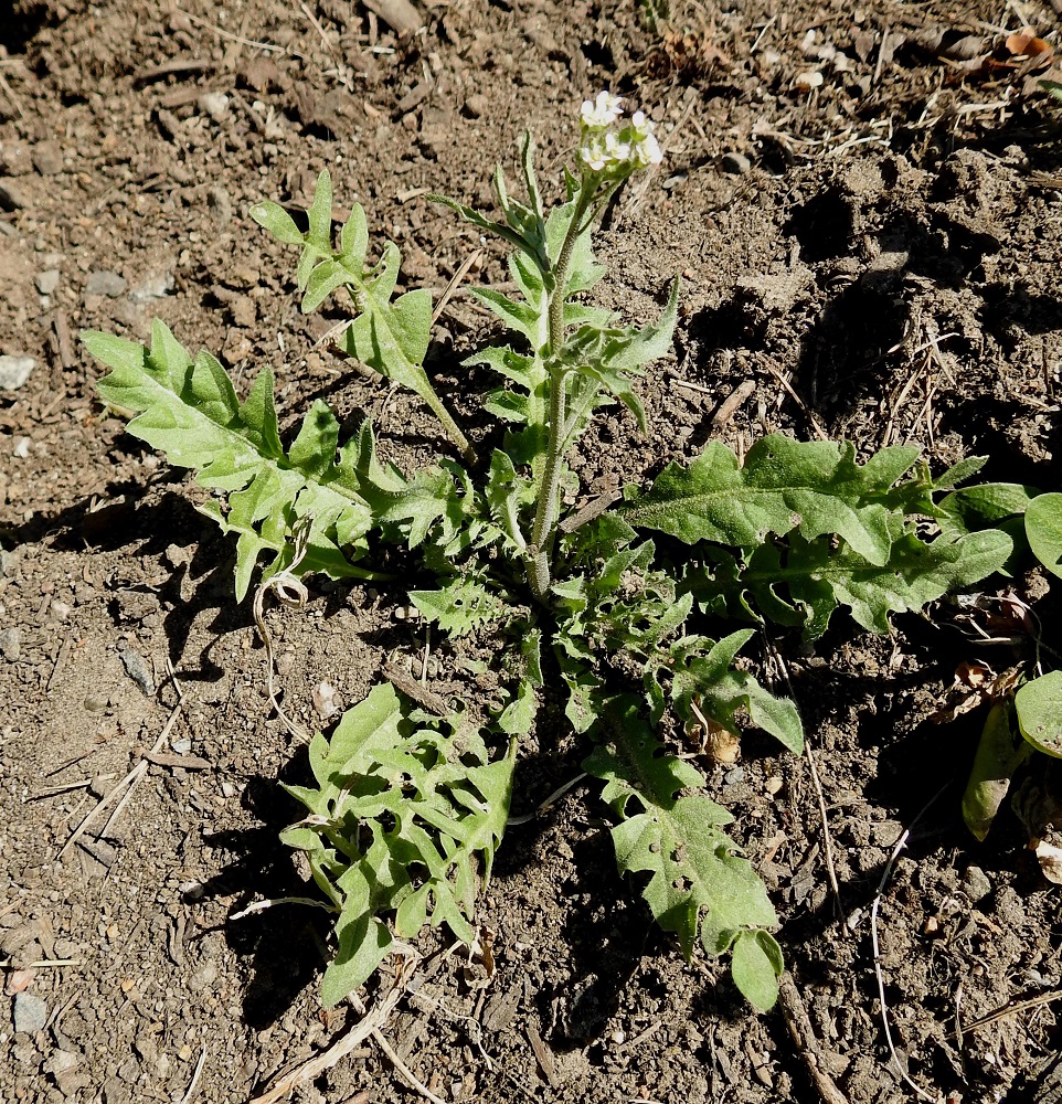 Capsella bursa-pastoris - (rikka)lutukka on usein ylitalvinen. Siemen itää ja kasvattaa syyspuolella lehtiruusukkeen, joka talvehtii lumen alla vihreänä. Kevään koittaessa ruusuke aktivoituu, ja sen keskeltä alkaa kasvaa kukkavarsi. EH, Hämeenlinna, Ahvenisto, Ahvenistonjärven eteläpää uimala-altaan kohdalla, ulkoilureitiltä kohti allasta nouseva, avoin pengerrinne, luonnonsuojelualue, 18.5.2024. Copyright Hannu Kämäräinen.