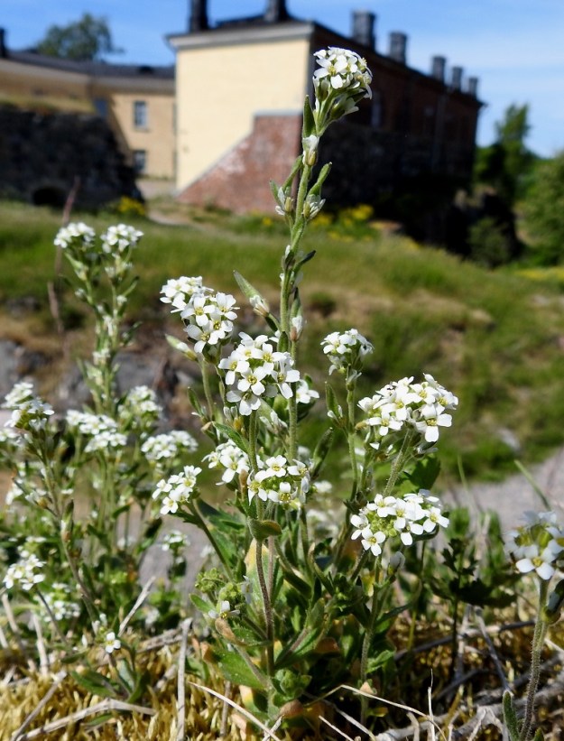 Draba incana - harmaakynsimön kukinto on varren ja haarojen latvassa oleva terttu, joka harsuuntuu ja pitenee kukinnan edetessä jopa 15 cm pitkäksi. Samaan aikaan, kun tertun kärkiosa kukkii, alemmat osat ovat jo hedelmävaiheessa. 3.6.2018. Copyright Hannu Kämäräinen.