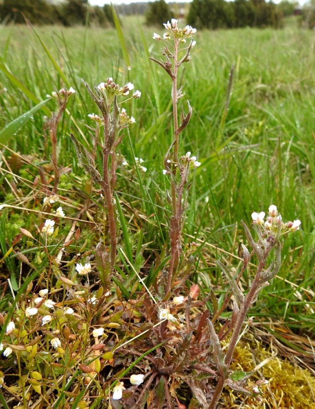 Capsella bursa-pastoris - (rikka)lutukka saattaa paahteisilla kasvupaikoilla olla kauttaaltaan enemmän tai vähemmän punaruskea. Kuvan alalaidassa näkyy seuralaislajina kevätkynsimö, Draba verna. EH, Hattula, Retula, Retulansaari, katajikkoinen laidun- ja ketoalue Ali- ja Yli-Kartanoon tulevan tien pohjoispuolella, 20.5.2020. Copyright Hannu Kämäräinen.