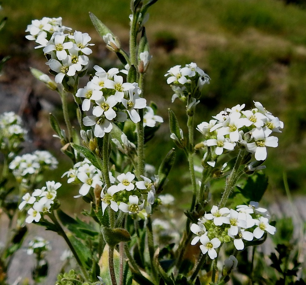 Draba incana - harmaakynsimön teriö on valkoinen ja tavallisesti noin 4-6 mm leveä. Terälehtiä on ristikkäisesti neljä. 3.6.2018. Copyright Hannu Kämäräinen.
