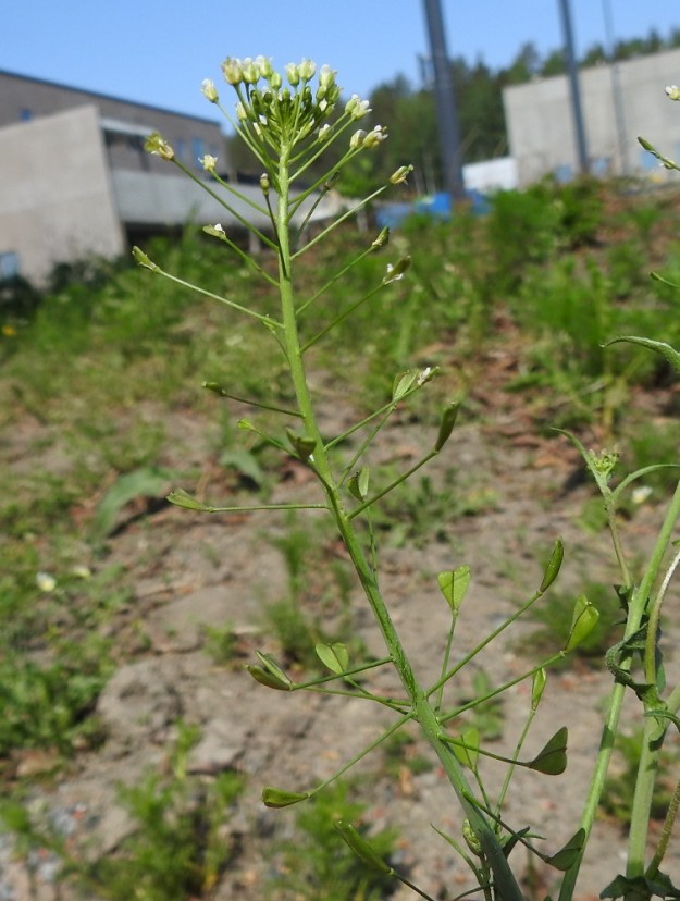 Capsella bursa-pastoris - (rikka)lutukan kukinto on varren ja haarojen kärjessä terttumaisesti. Samaan aikaan, kun tertun kärkiosa kukkii, alemmat osat ovat jo eriasteisesti hedelmävaiheessa. EH, Hämeenlinna, Voutila, Jukola, Aroniitunkujan alkupään laide, sen ja Ahvenistontien välinen joutomaakaista, 25.5.2024. Copyright Hannu Kämäräinen.
