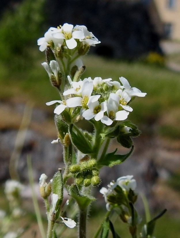 Draba incana - harmaakynsimön terälehdet ovat vastapuikeat, kärjestään lovipäiset ja kapeatyviset sekä yleensä noin 3-5 mm pitkät ja leveimmältä kohtaa noin 1,3-1,8 mm leveät. 3.6.2018. Copyright Hannu Kämäräinen.