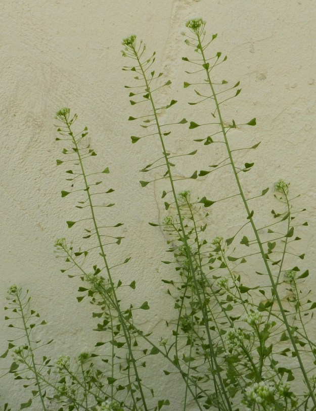 Capsella bursa-pastoris - (rikka)lutukan kukintoterttu pitenee kukinnan edetessä jopa 20-30 cm pitkäksi. EH, Hämeenlinna, keskusta, Palokunnankatu, Hämeen Suojan pihamaa, 1.6.2011. Copyright Hannu Kämäräinen.