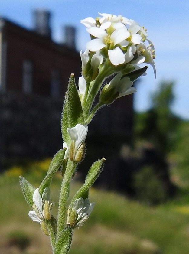 Draba incana - harmaakynsimön kukkaperä on tavallisesti noin 1-3 mm pitkä. Verholehtiä on neljä. Ne ovat puikeat, kuperat, kalvolaitaiset ja karvaiset. Pituutta niillä on yleensä noin 2-2,5 mm ja leveyttä leveimmältä kohtaa noin 1-1,2 mm. Kukassa on kuusi hedettä, joista kaksi on muita lyhyempää. Sikiäin on kehänpäällinen, ja lähinnä soikeahko sekä litteä. Sen kärjessä oleva luotti on pyöreän nappimainen. 3.6.2018. Copyright Hannu Kämäräinen.