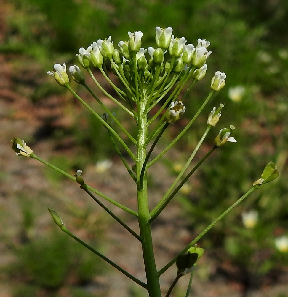 Capsella bursa-pastoris - (rikka)lutukan kukkaperä on yleensä noin 5-10 mm pitkä. Verholehtiä kukassa on neljä. Ne voivat olla kuvan tavoin vihreät ja kaljut. EH, Hämeenlinna, Voutila, Jukola, Aroniitunkujan alkupään laide, sen ja Ahvenistontien välinen joutomaakaista, 25.5.2024. Copyright Hannu Kämäräinen.
