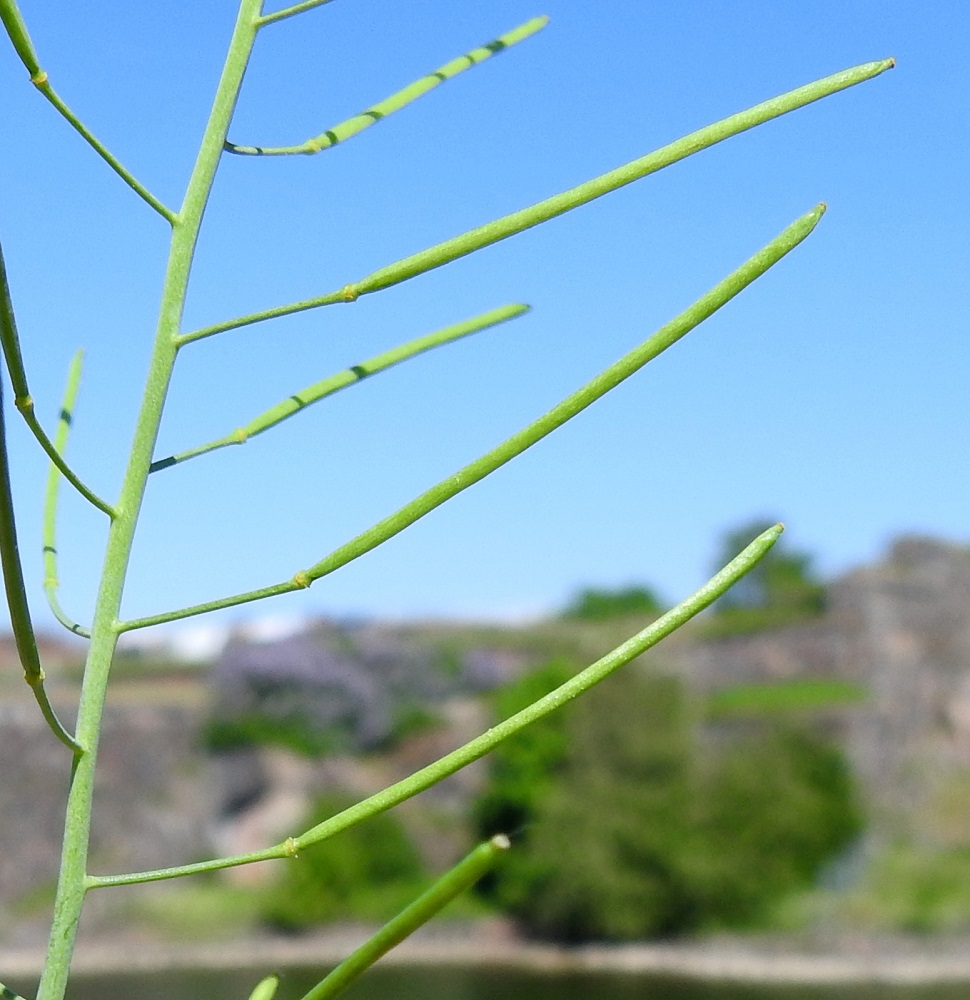 Arabidopsis suecica - ruotsinlituruohon lituperä on siirottava ja yleensä noin 5-10 mm pitkä. Litu on tasasoukka, liereä tai litteähkö ja suora tai kaareva. Se on tavallisesti noin 20-30 mm pitkä ja noin 1 mm leveä sekä noin kolme tai neljä kertaa peränsä pituinen. Lidun ja perän rajassa oleva kukkapohjuspaksunnos ei ole yleensä kovin selvästi erottuva. Lidun kärjessä on sitä kapeampi kuivuneen emin vartalon ja luotin muodostama ota, joka on noin 0,5-0,8 mm pitkä. U, Helsinki, Suomenlinna, Susisaari, saaren pohjoisosa, koillislaita, rantaa kulkevan tien laidalta nouseva jyrkkä kalliorinne, jonka päällä linnoitusmuuri, 31.5.2024. Copyright Hannu Kämäräinen.